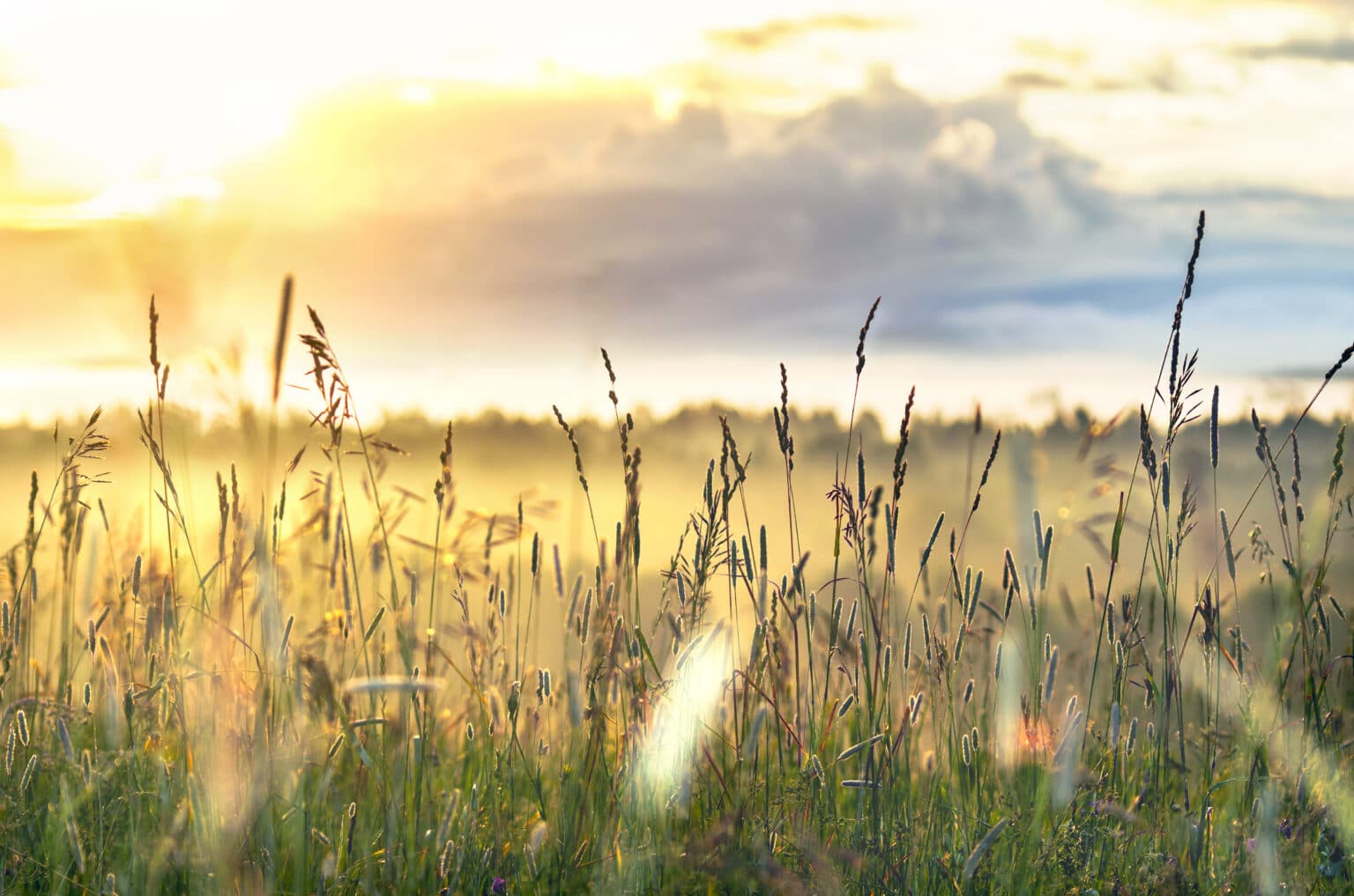 High Grass Glowing in Sunbeams on a Summer Morning with Cloudy Sky and Trees down The Hill. Inspiring, Positive Attitude, New Day Concept