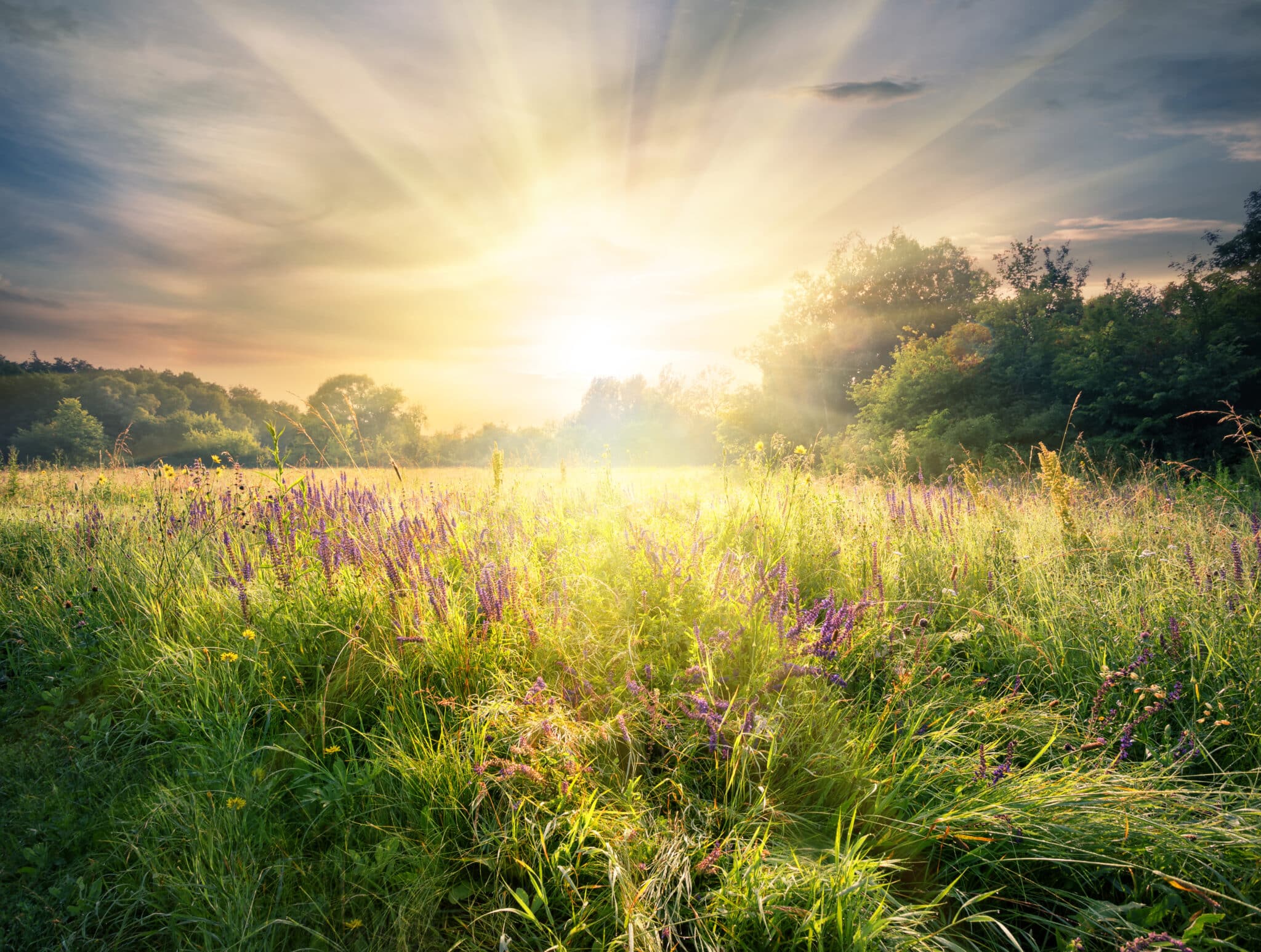 Meadow with wildflowers under the bright sun