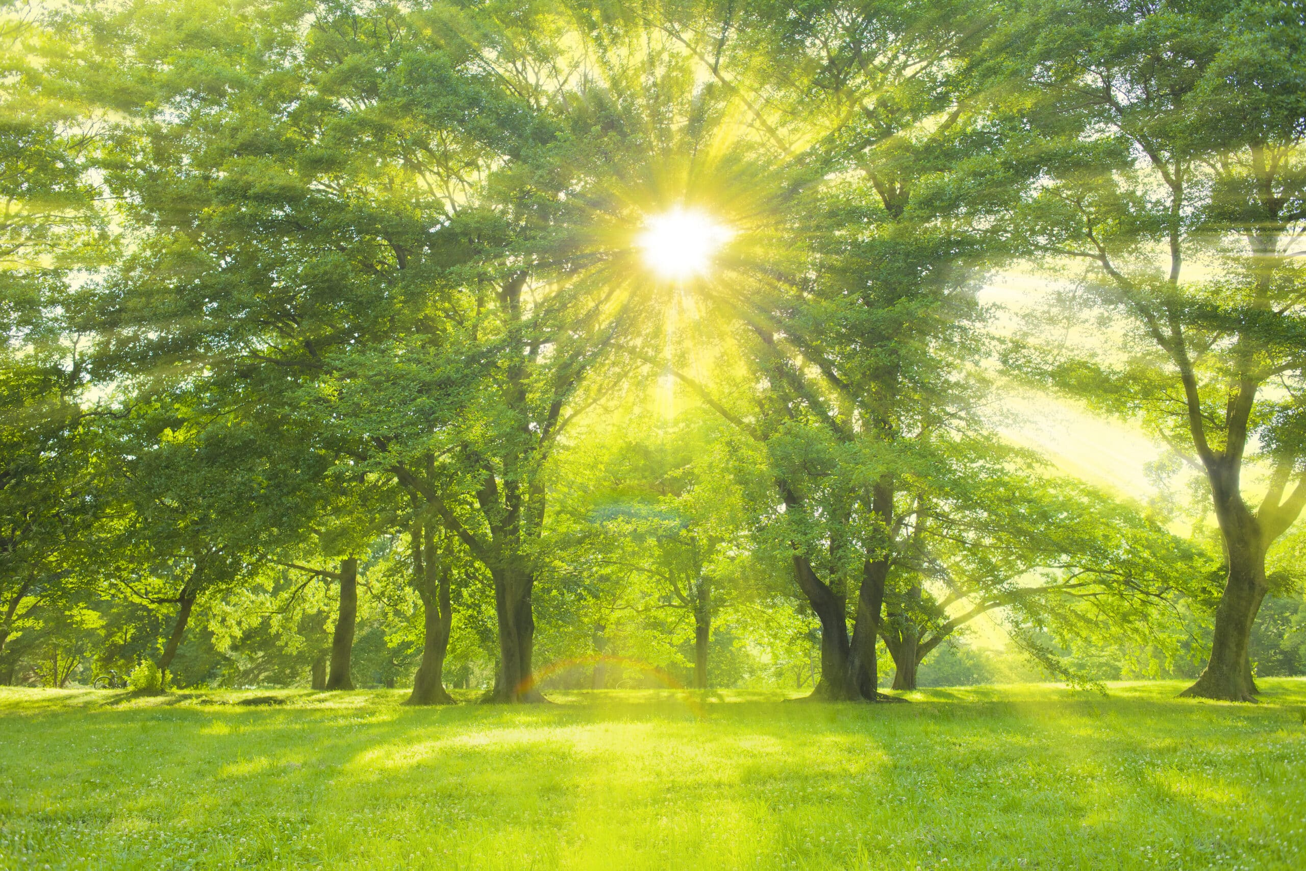 Sunny park