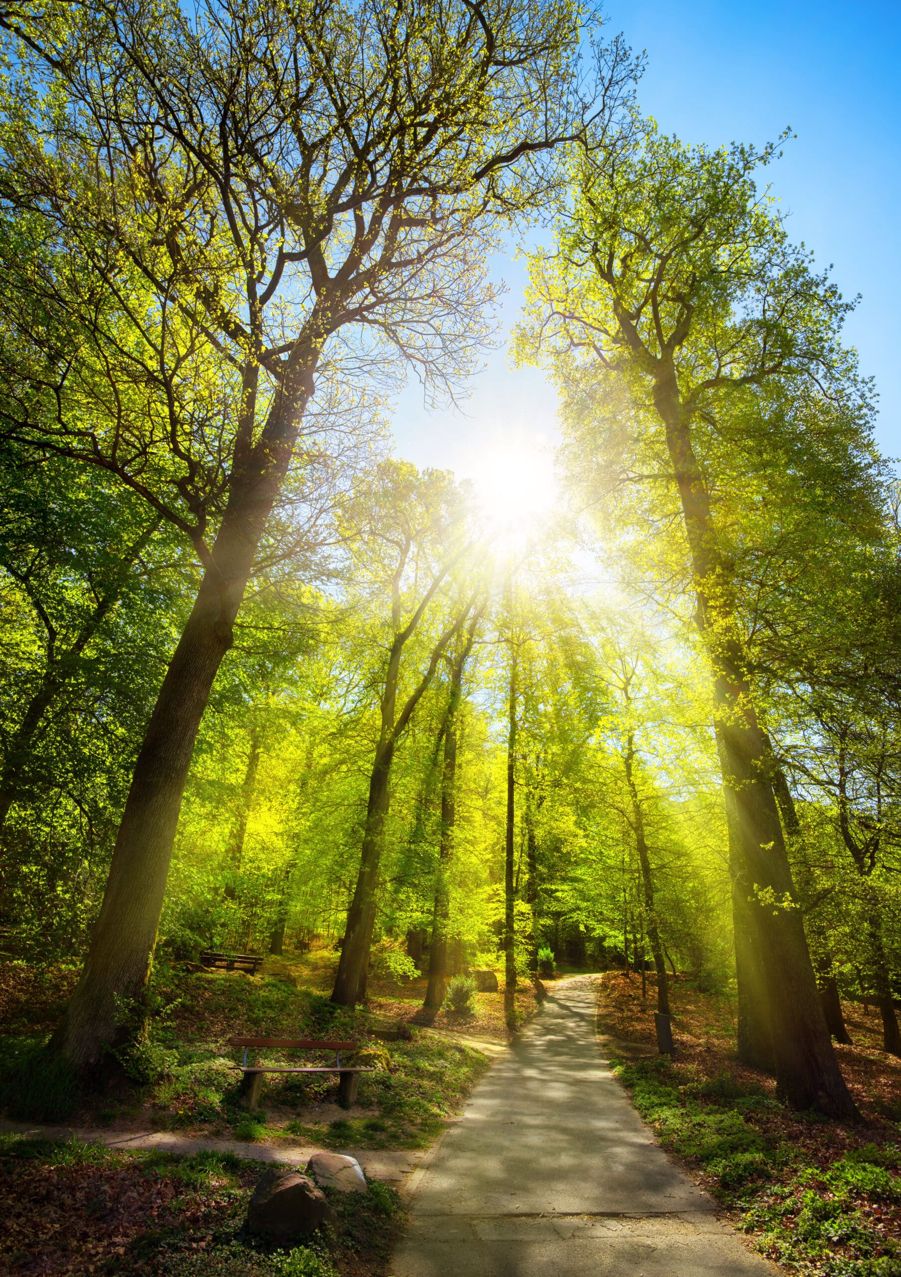 The sun shining through the trees of a park